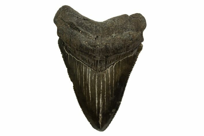 Serrated, Fossil Megalodon Tooth - South Carolina #310081